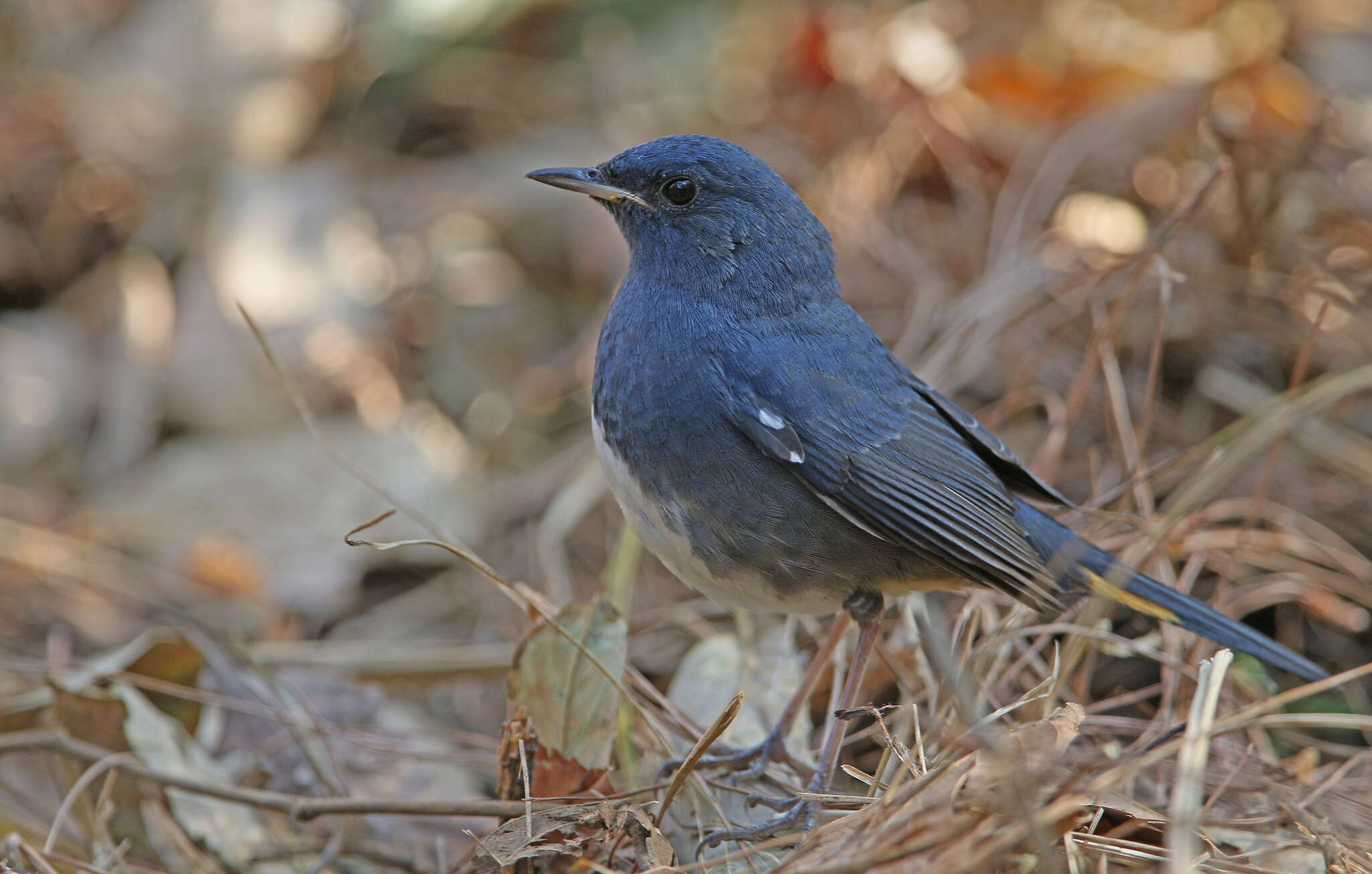 Image of White-bellied Redstart