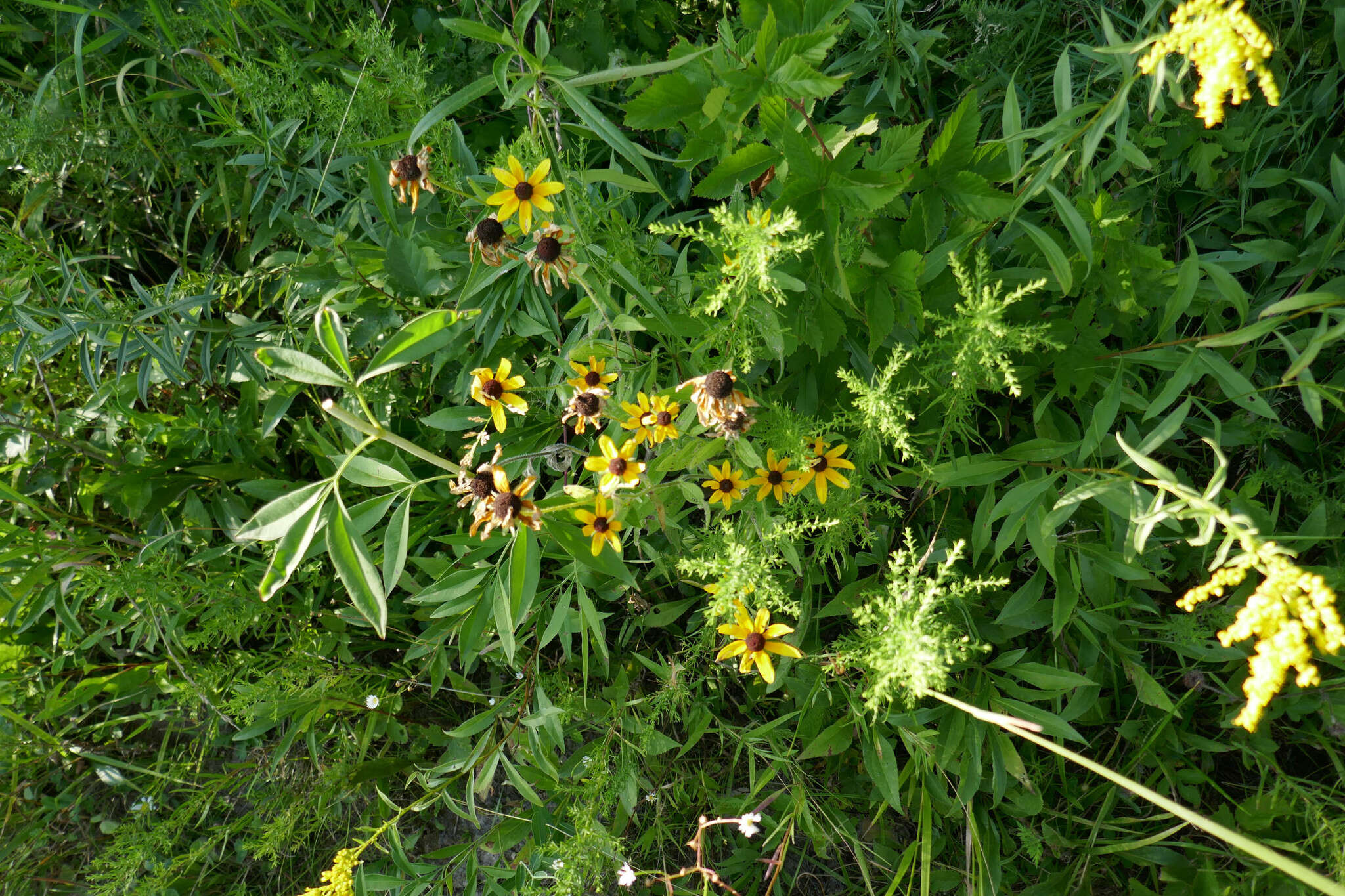 Sivun Rudbeckia hirta var. pulcherrima Farw. kuva