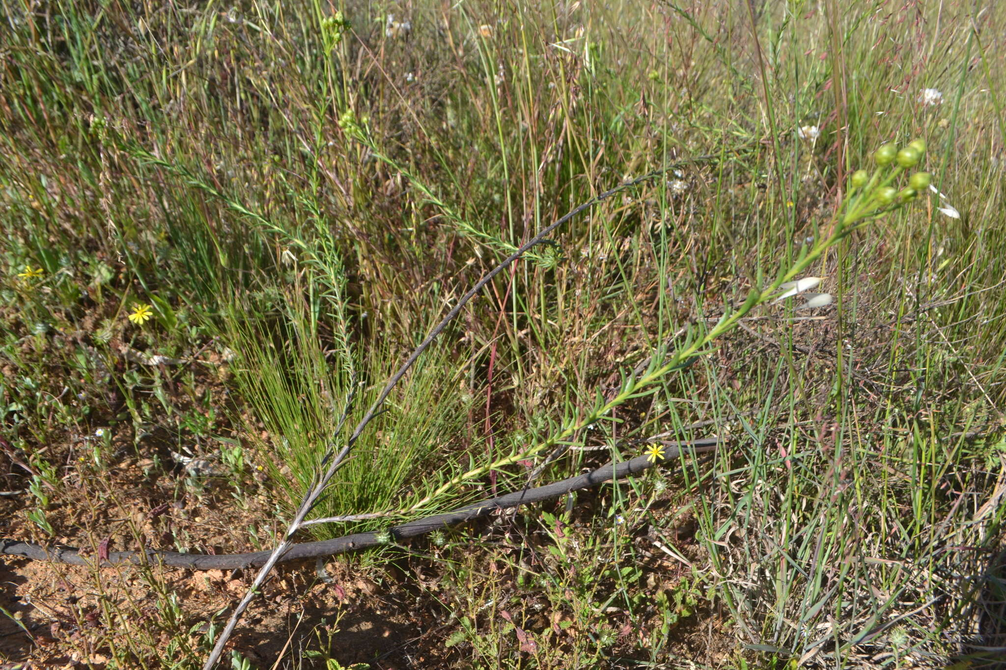 Image of Athanasia crenata (L.) L.