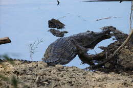 Image of Australian Freshwater Crocodile