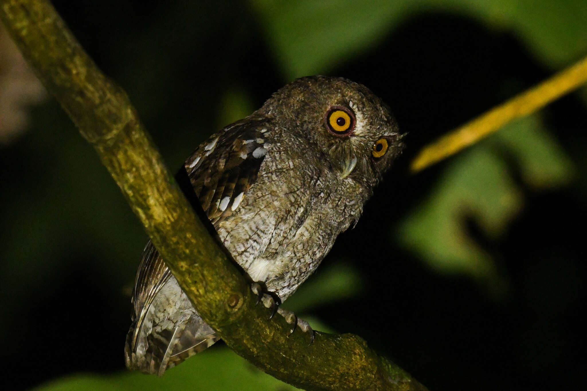 Image of Choco Screech Owl