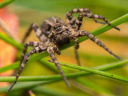 Слика од Alopecosa barbipes (Sundevall 1833)