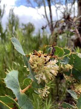 Image of Hakea amplexicaulis R. Br.