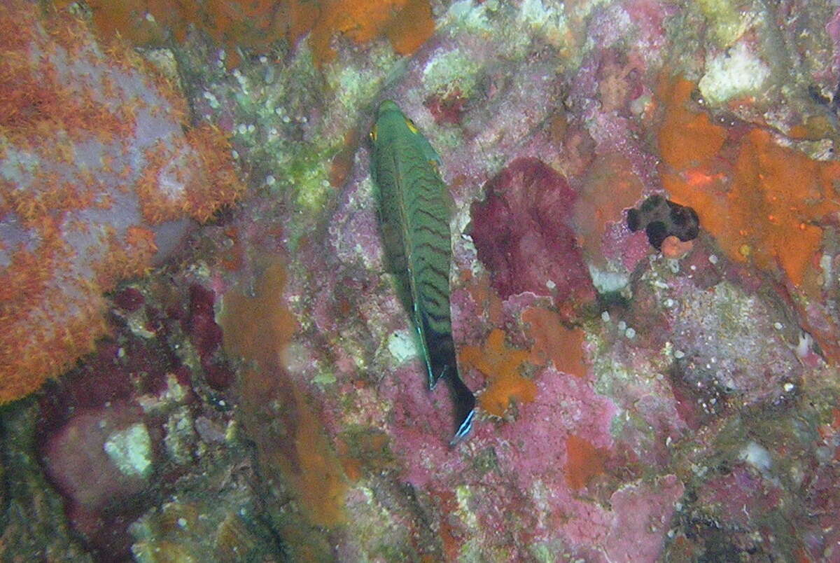 Image of Blacktail Angelfish