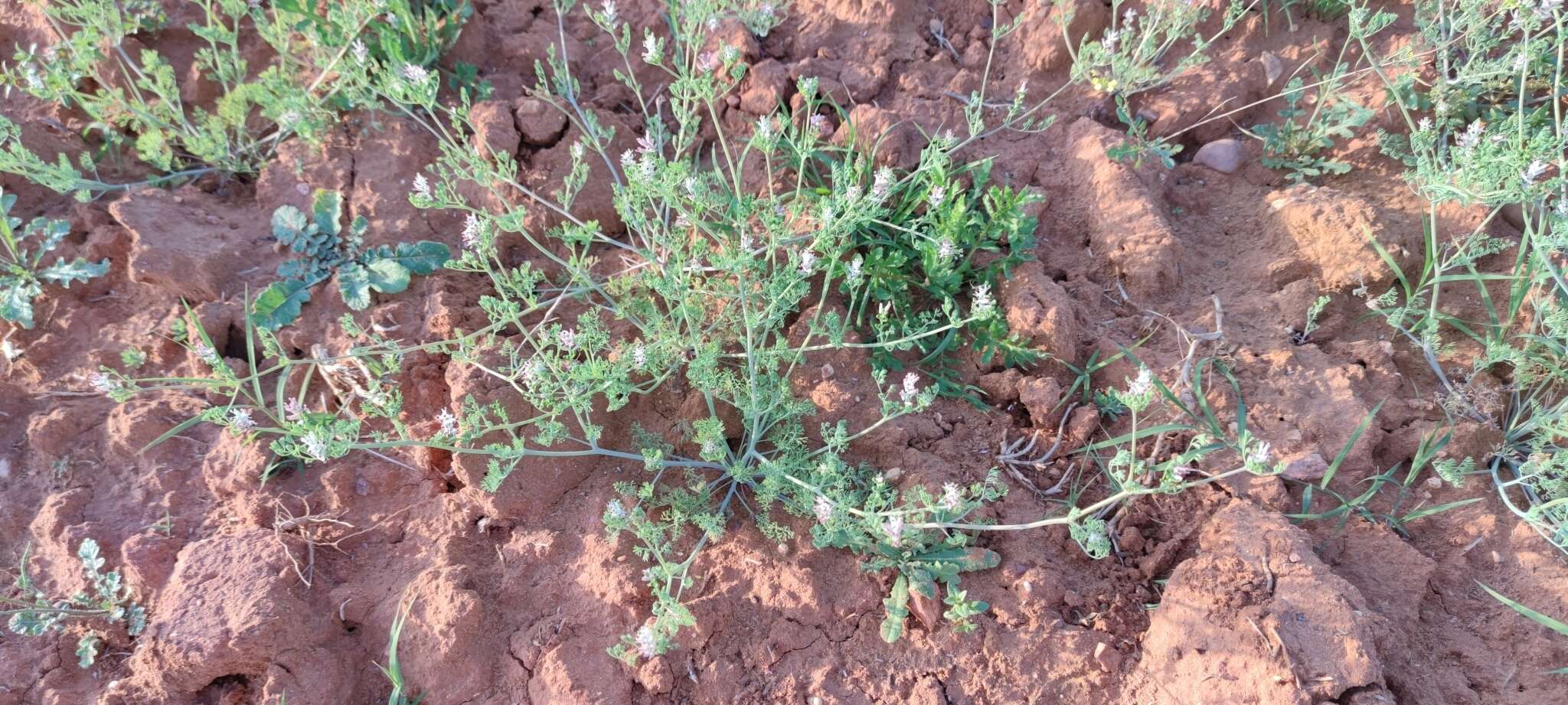 Image of fineleaf fumitory