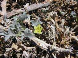 Image of Cucumis rigidus E. Mey. ex Sond.