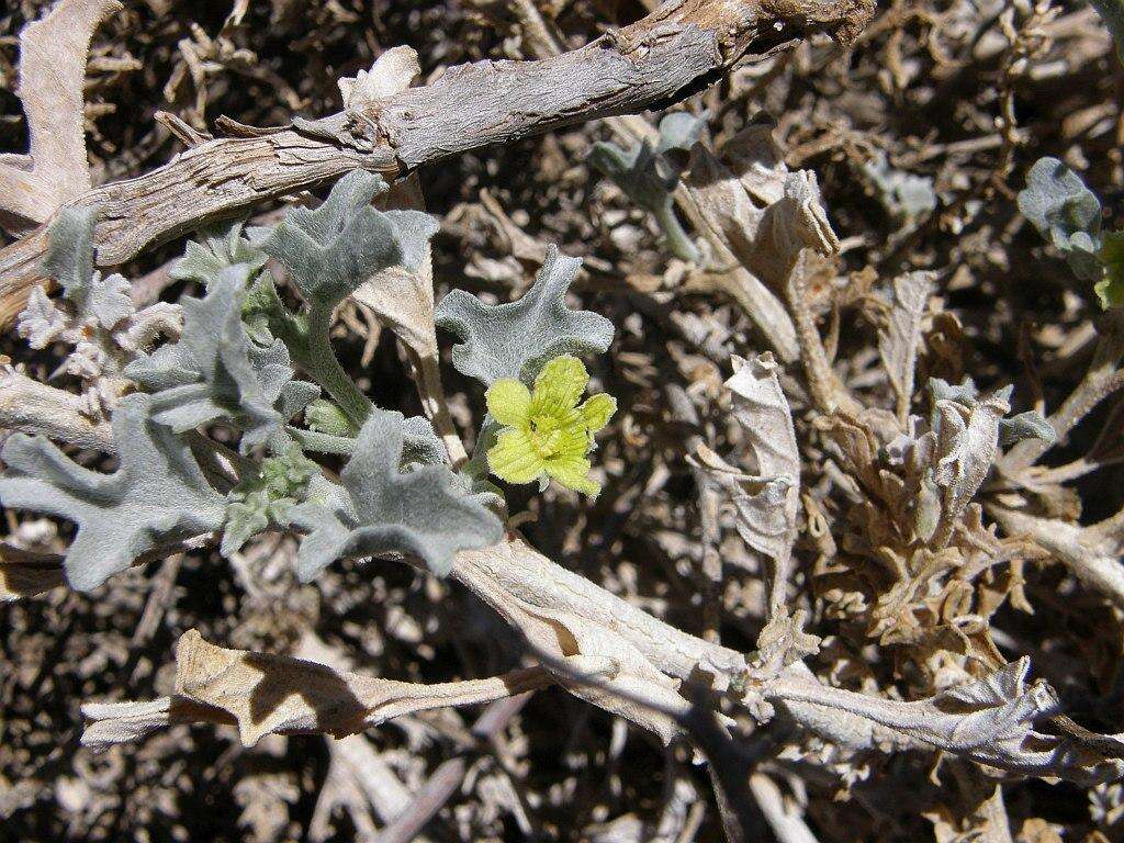 Image de Cucumis rigidus E. Mey. ex Sond.