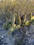 Image of Marble-fruit Prickly-pear Cactus