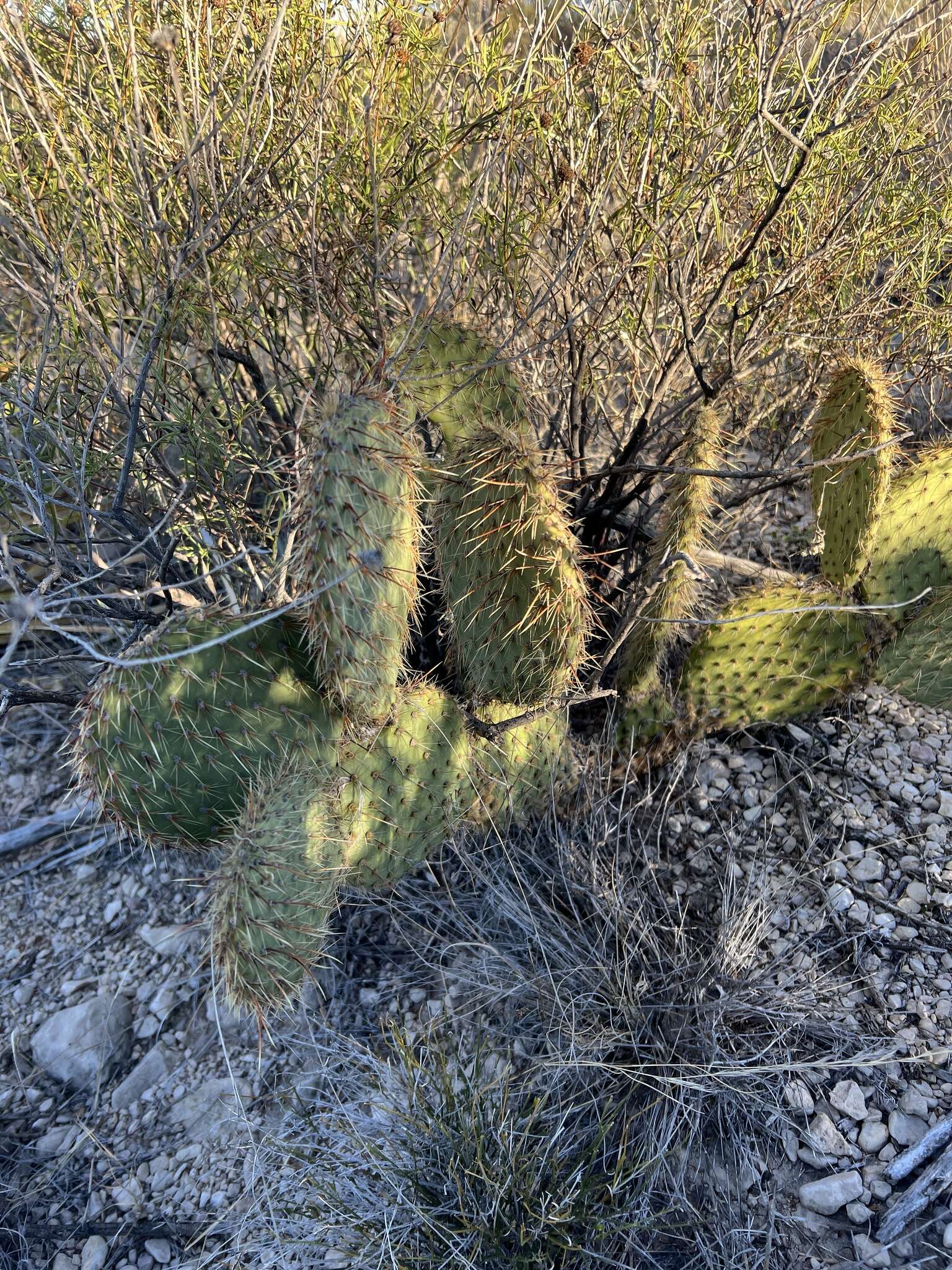 Opuntia strigil Engelm. resmi