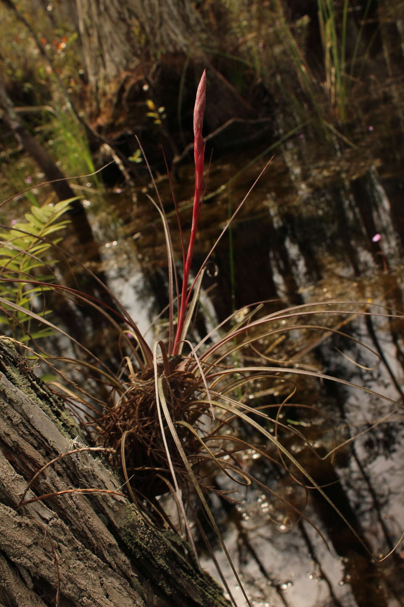 Image of Manatee River airplant