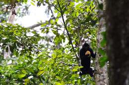 Image of Black Colobus