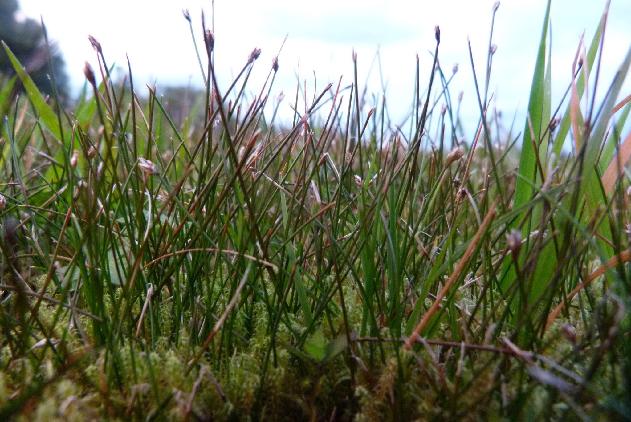 Image of Eleocharis gracilis R. Br.