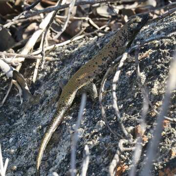 Image of Trachylepis sulcata sulcata (Peters 1867)