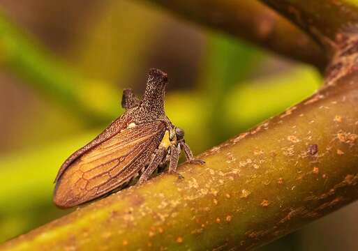 Image of Ceraon tasmaniae Fairmaire