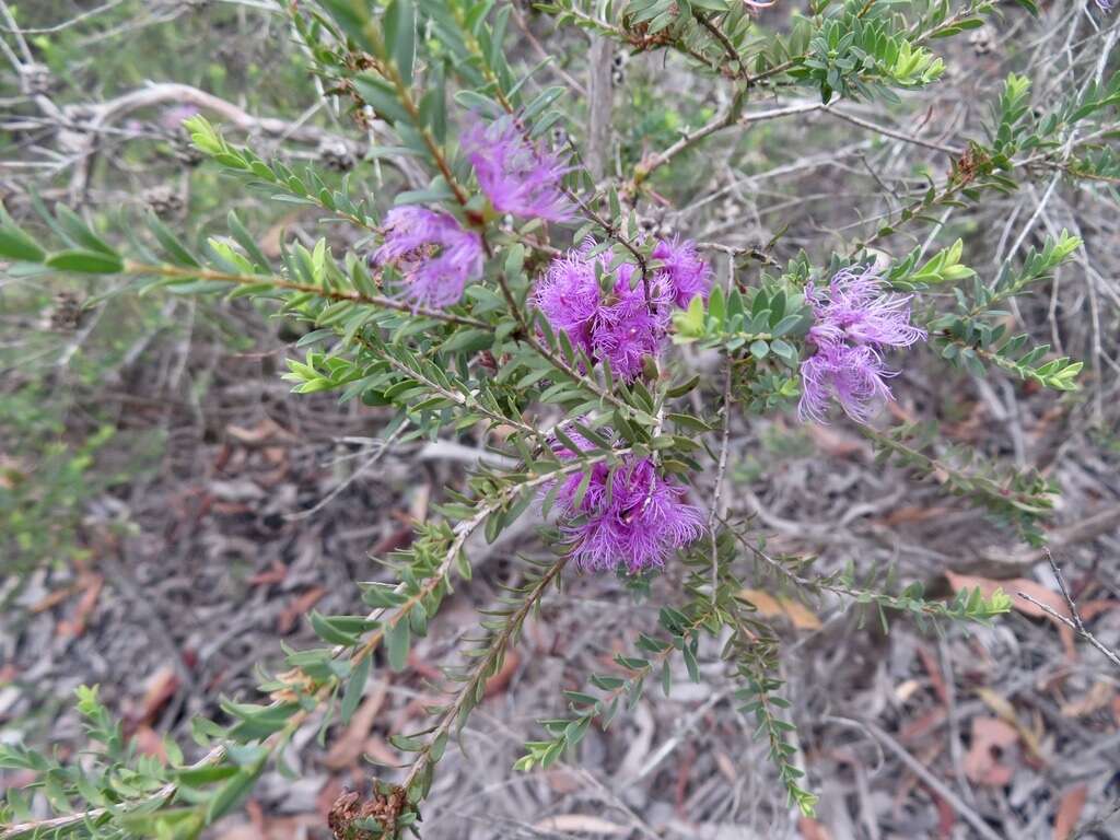 Image of thymeleaf melaleuca