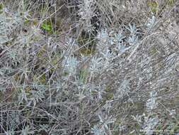 Image of Salvia officinalis subsp. lavandulifolia (Vahl) Gams