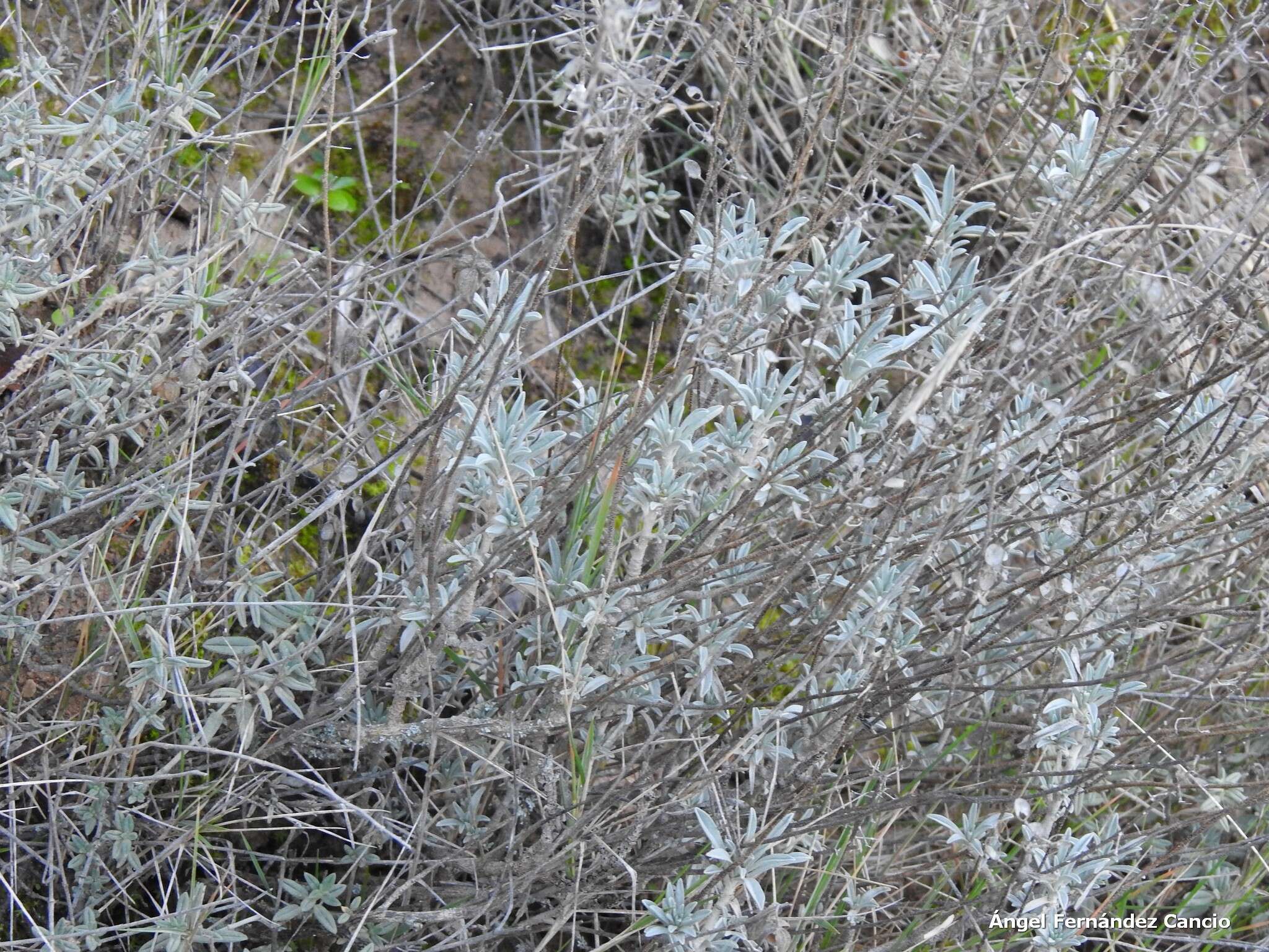 Imagem de Salvia officinalis subsp. lavandulifolia (Vahl) Gams