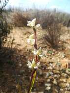 Disperis circumflexa subsp. aemula (Schltr.) J. C. Manning resmi