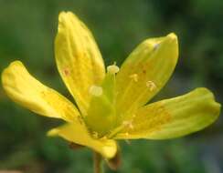 Saxifraga hirculus subsp. propinqua (R. Br.) A. & D. Löve resmi