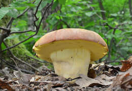 Image of butter bolete