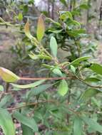 Image of Persoonia sericea A. Cunn. ex R. Br.