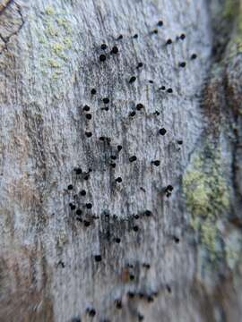 Image of mycocalicium lichen