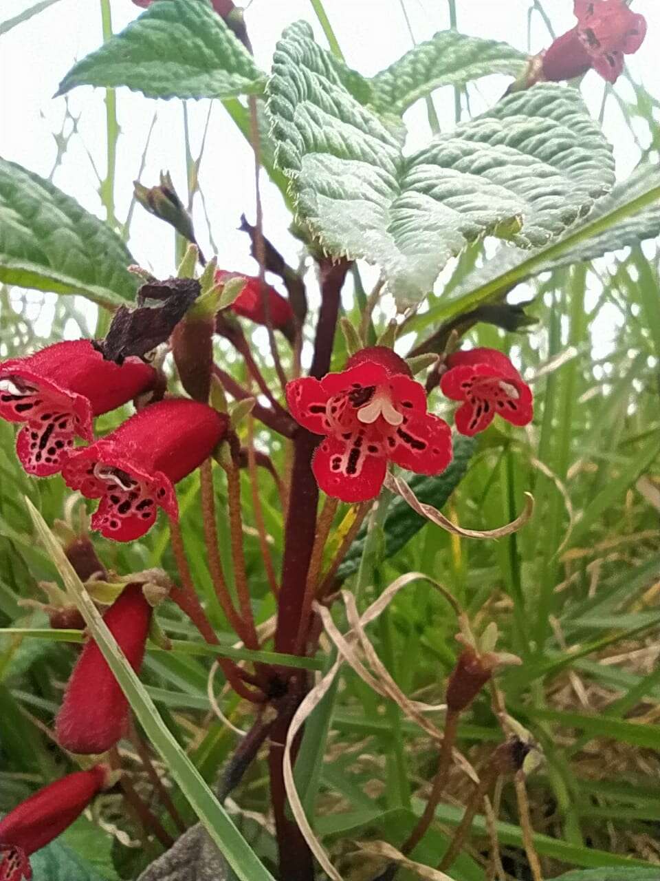 Sivun Kohleria inaequalis var. ocellata (Hook.) L. P. Kvist & L. E. Skog kuva