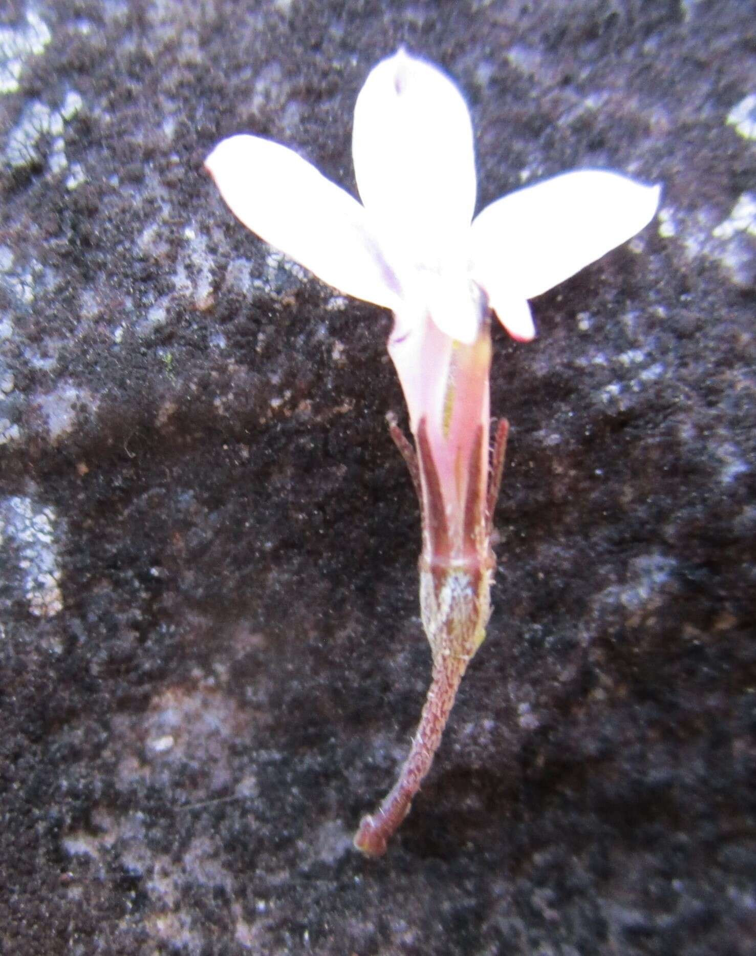 Imagem de Lobelia patula L. fil.