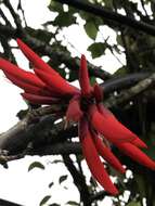 Imagem de Erythrina rubrinervia Kunth