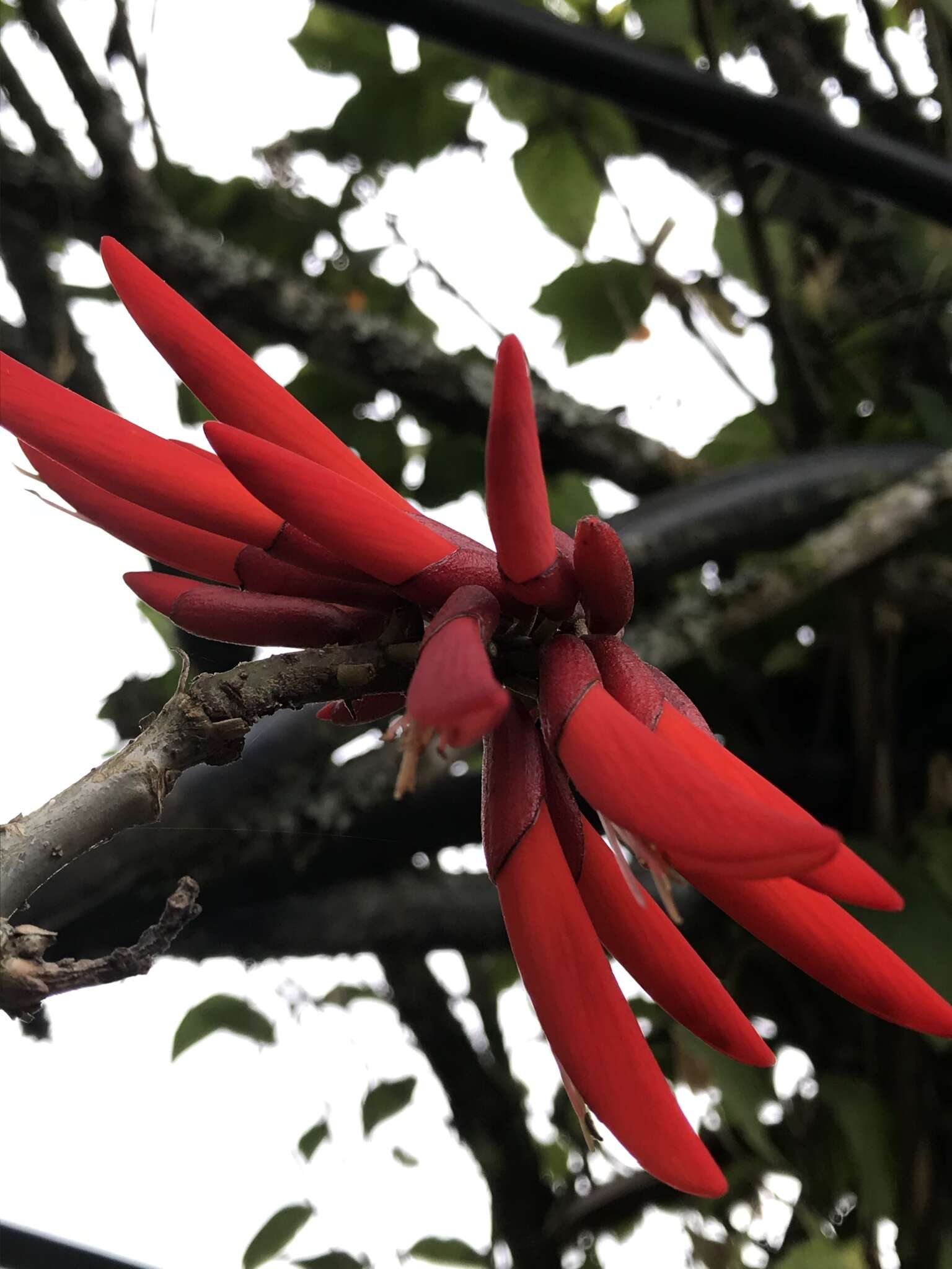 Imagem de Erythrina rubrinervia Kunth