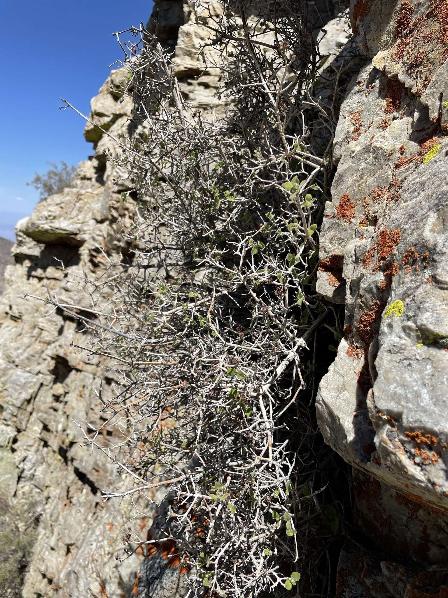 Image of fivepetal cliffbush