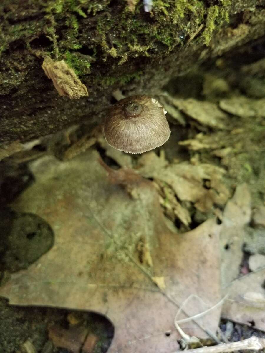 Image of Pluteus septocystidiatus Ševcíková, Antonín & Borovicka 2014