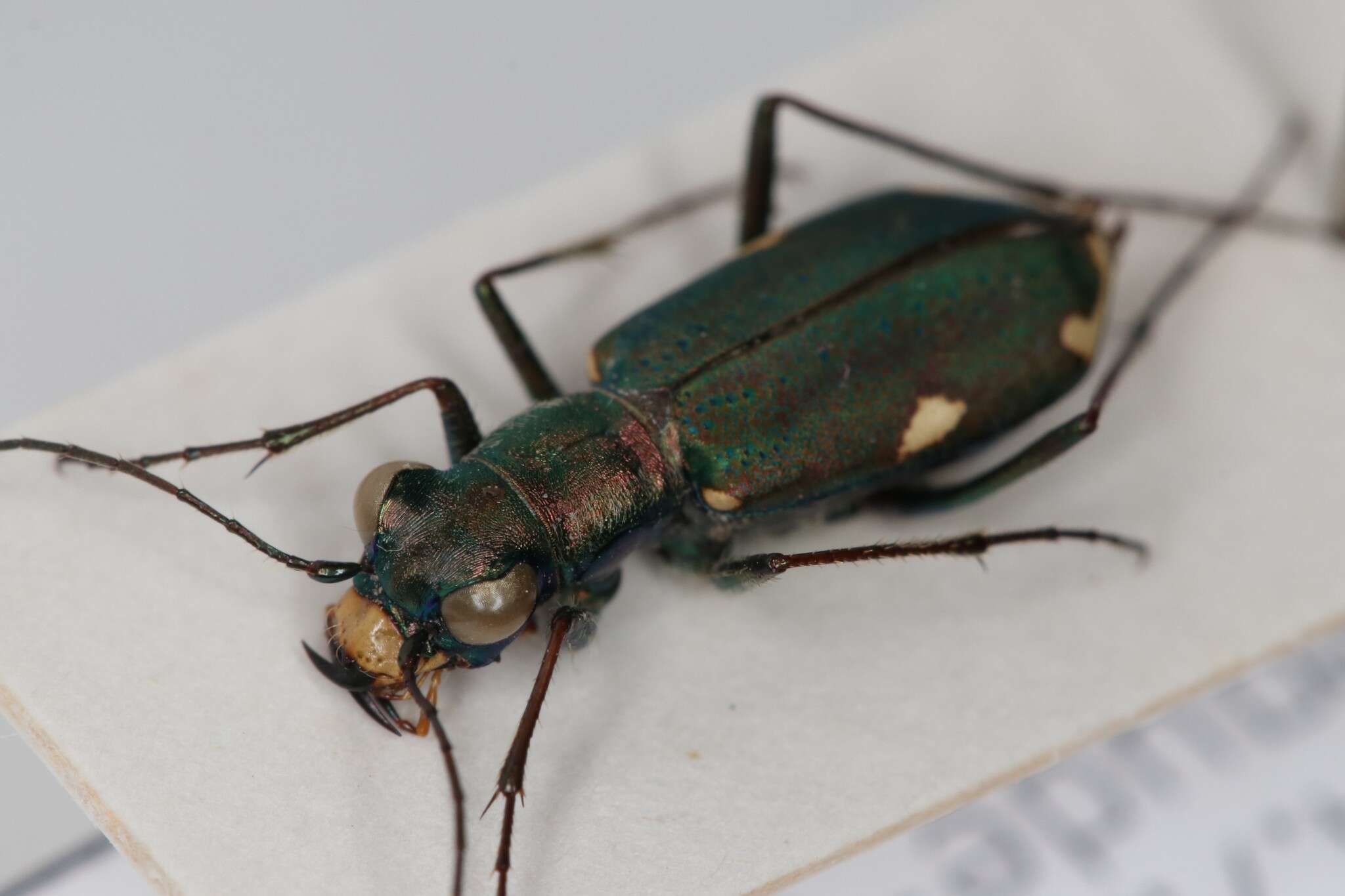 Image of Cliff tiger beetle