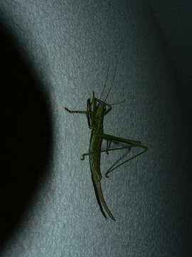 Image of Common Predatory Bush-cricket