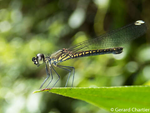 Libellago hyalina (Selys 1859)的圖片