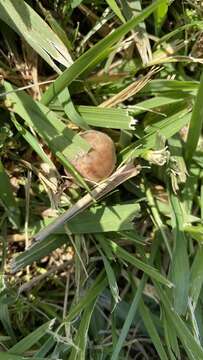 Panaeolus subbalteatus (Berk. & Broome) Sacc. 1887 resmi