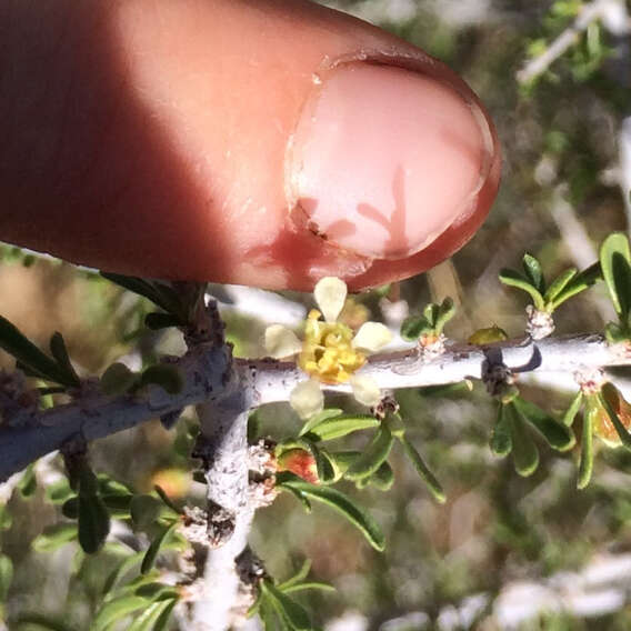 Prunus fasciculata (Torr.) Gray resmi