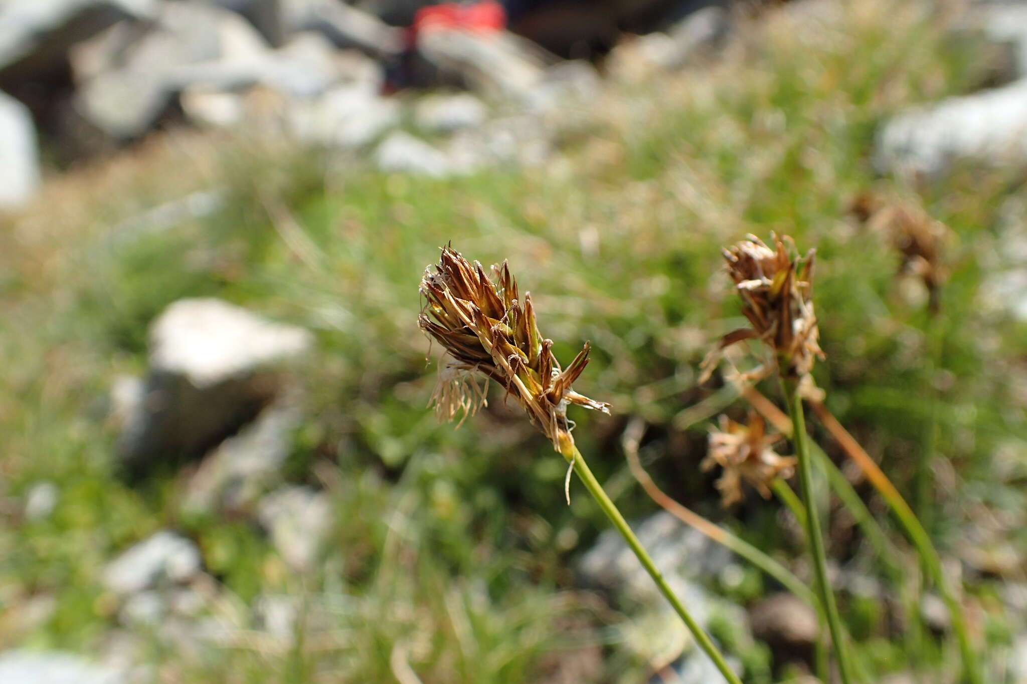 Image de Carex curvula All.