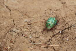 Image of Chrysina adelaida (Hope 1840)