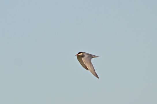 Image of Whiskered Tern