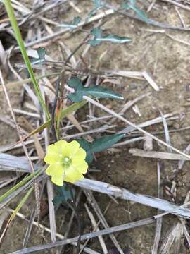 Image de Merremia hederacea (Burm. fil.) Hall. fil.