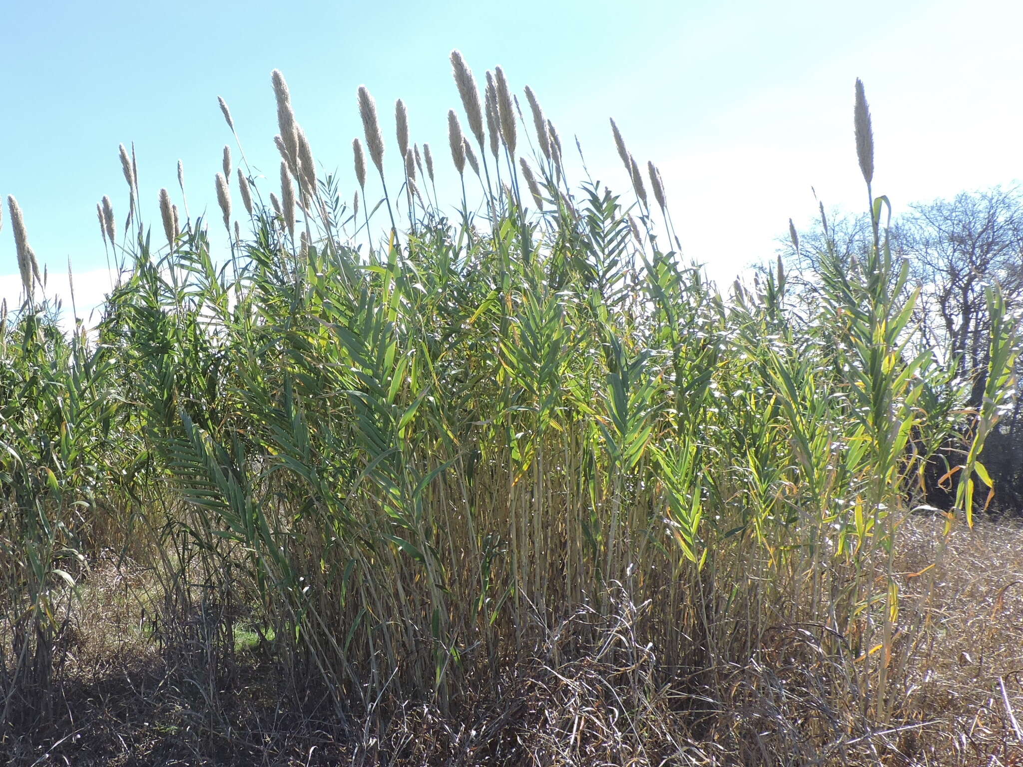 Plancia ëd Arundo donax L.