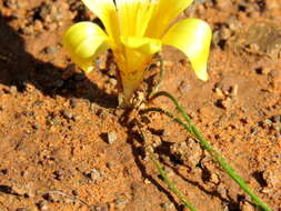 Image of Romulea tortuosa subsp. aurea (Klatt) M. P. de Vos