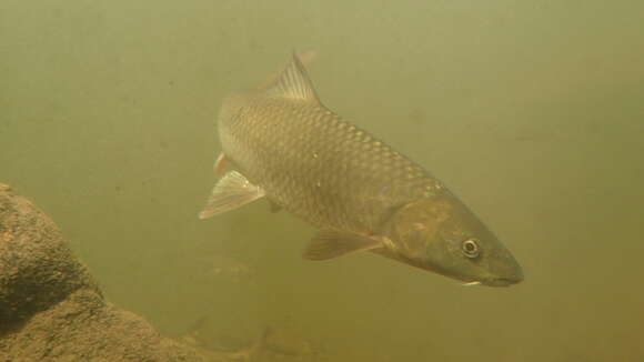 Image of Clanwilliam Yellowfish