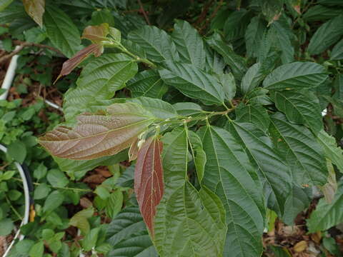 Image de Microcos paniculata L.