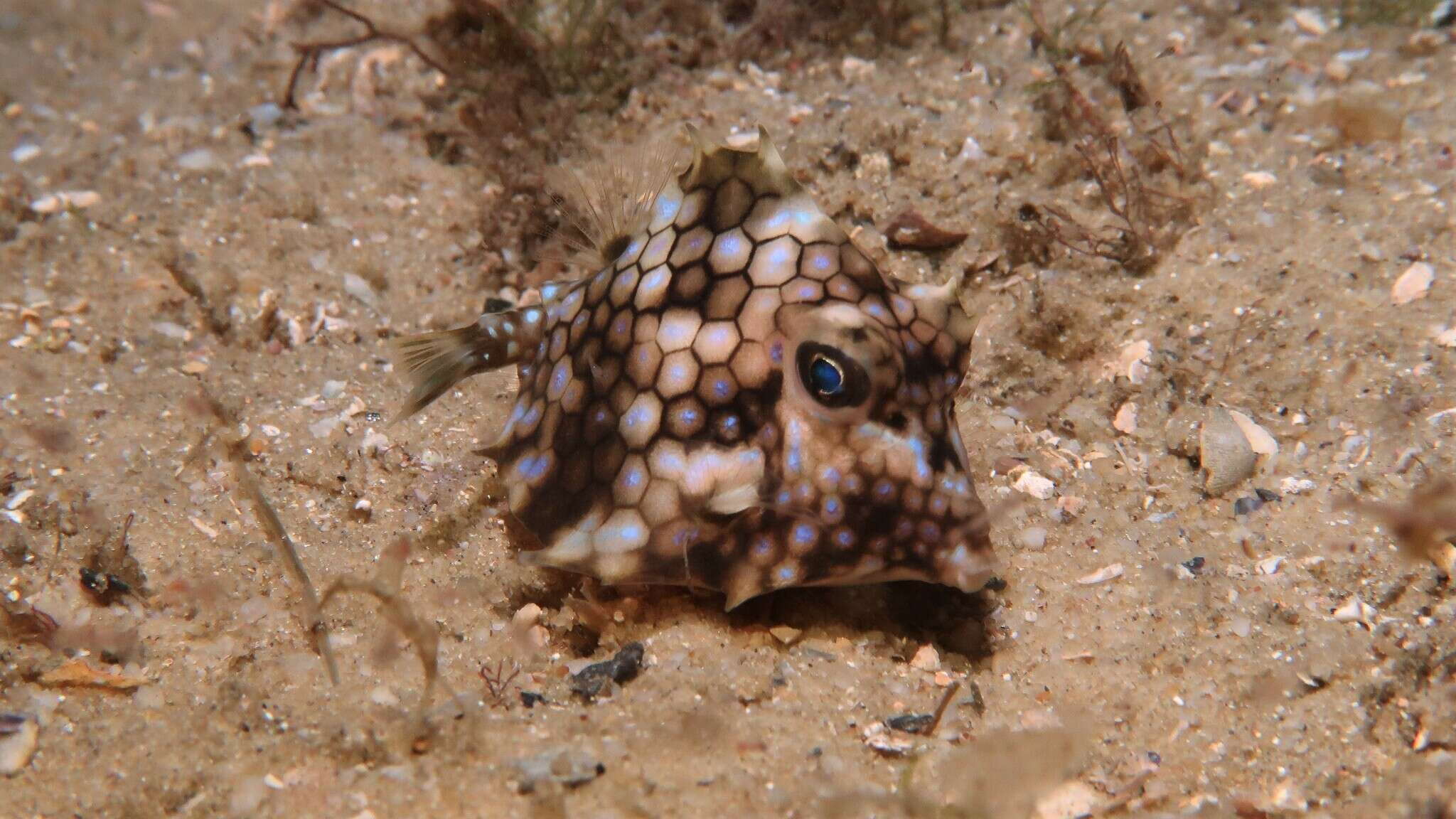 Image of Smallspine turretfish