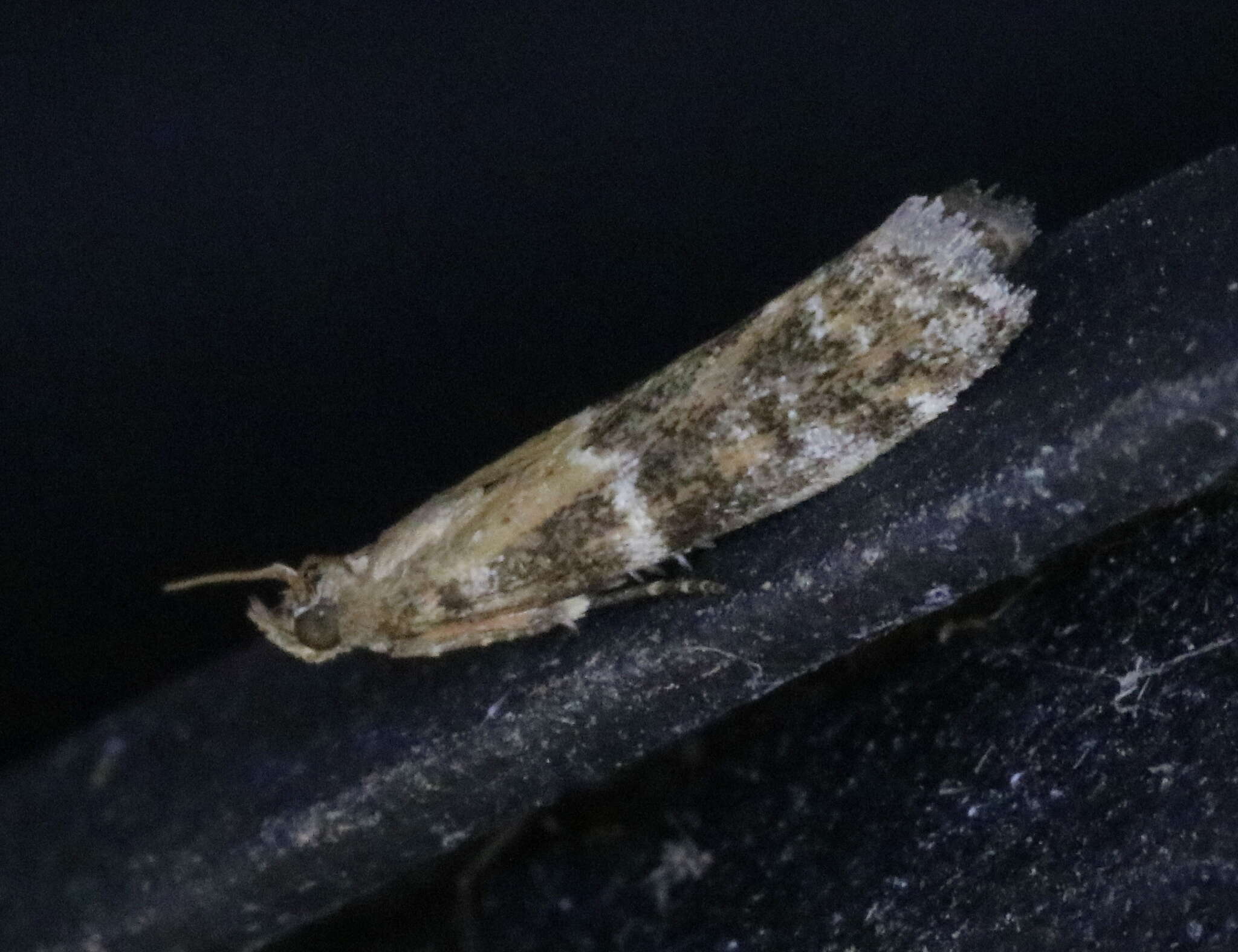 Image of Brower's Vitula Moth