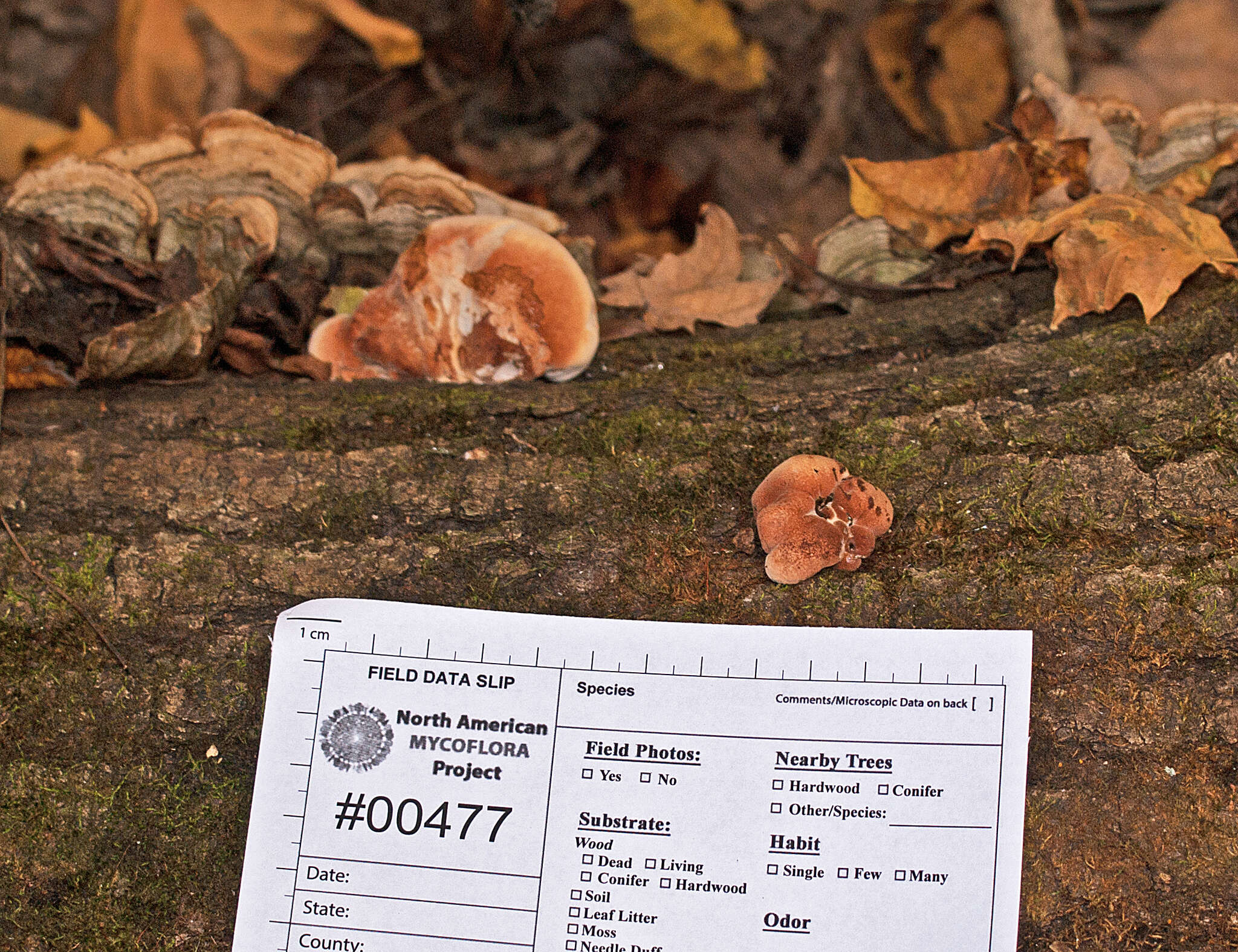 Image of Late fall polypore