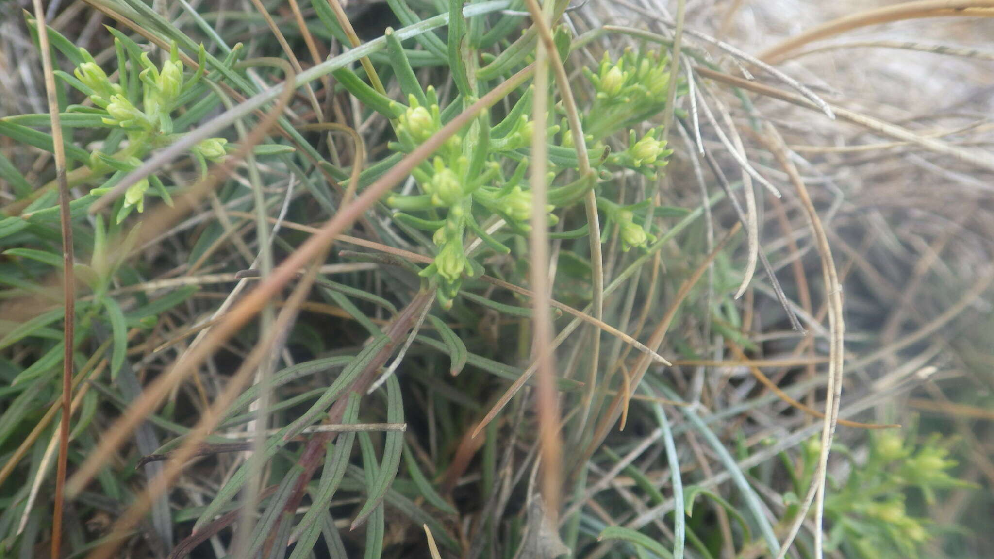 صورة Galatella linosyris subsp. armoricana (Rouy) Greuter