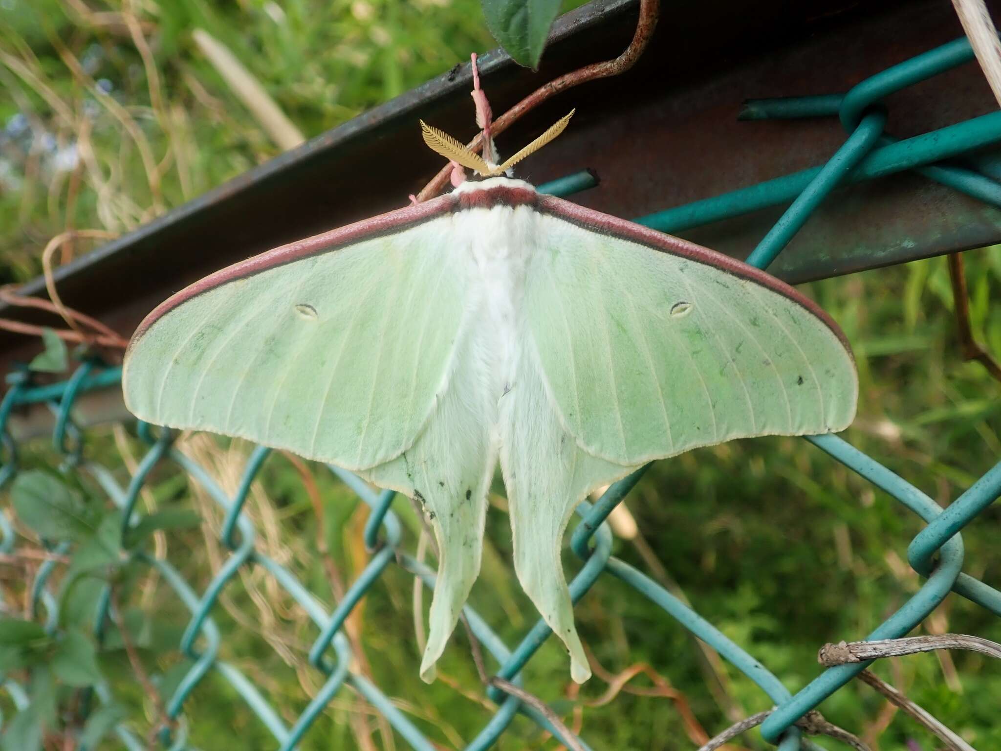 Imagem de Actias aliena (Butler 1879)